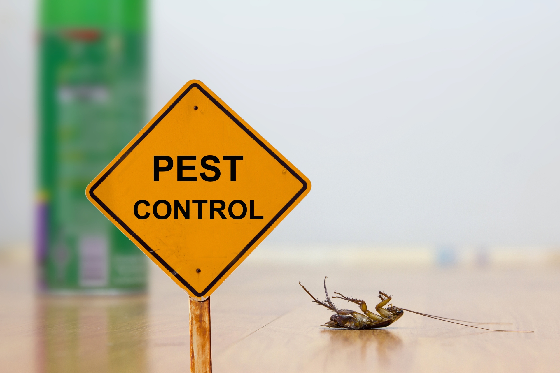 24 Hour Pest Control, Pest Control in Hanwell, W7. Call Now 020 8166 9746