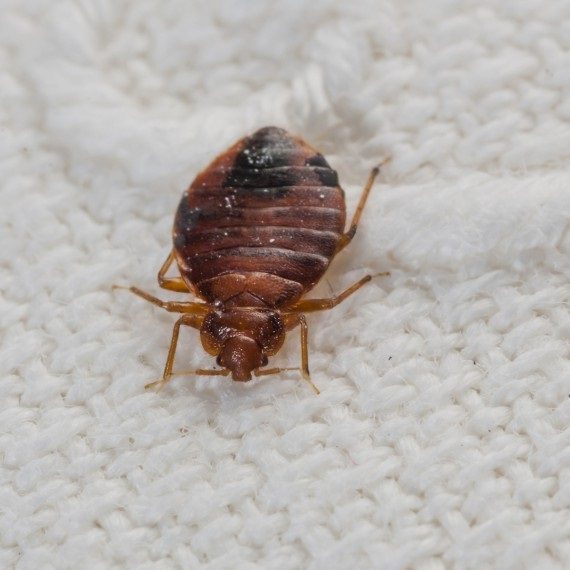 Bed Bugs, Pest Control in Hanwell, W7. Call Now! 020 8166 9746