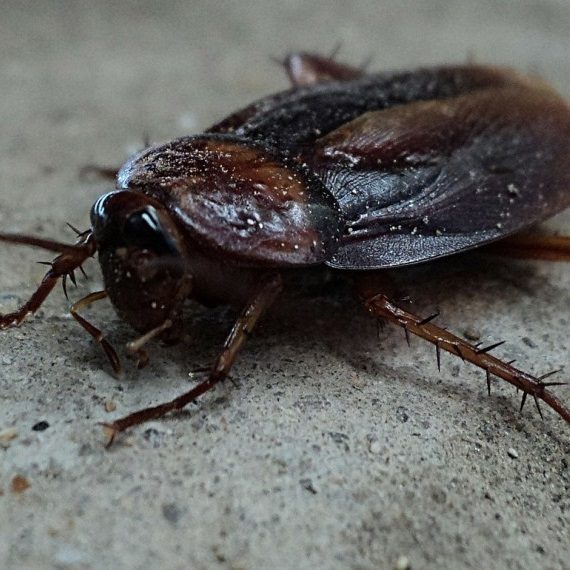 Cockroaches, Pest Control in Hanwell, W7. Call Now! 020 8166 9746