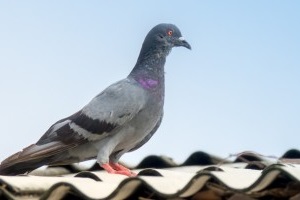 Pigeon Control, Pest Control in Hanwell, W7. Call Now 020 8166 9746
