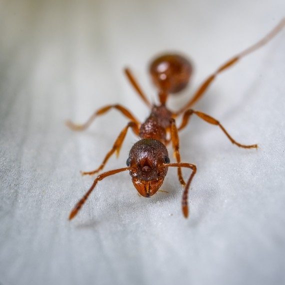 Field Ants, Pest Control in Hanwell, W7. Call Now! 020 8166 9746