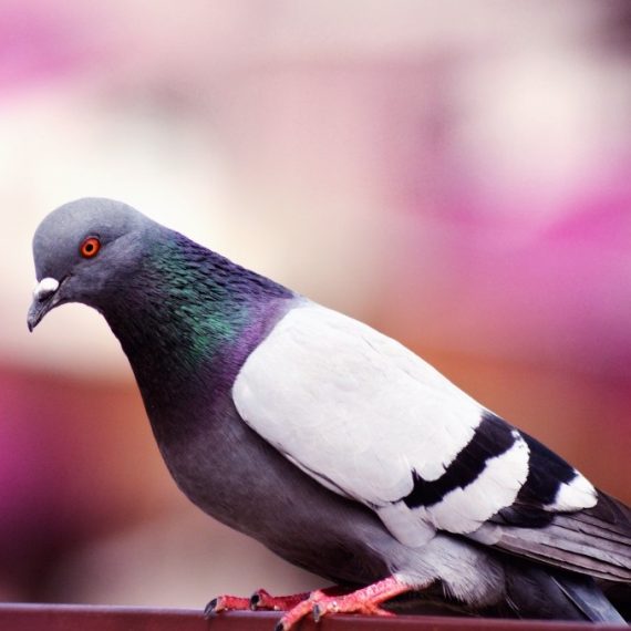 Birds, Pest Control in Hanwell, W7. Call Now! 020 8166 9746