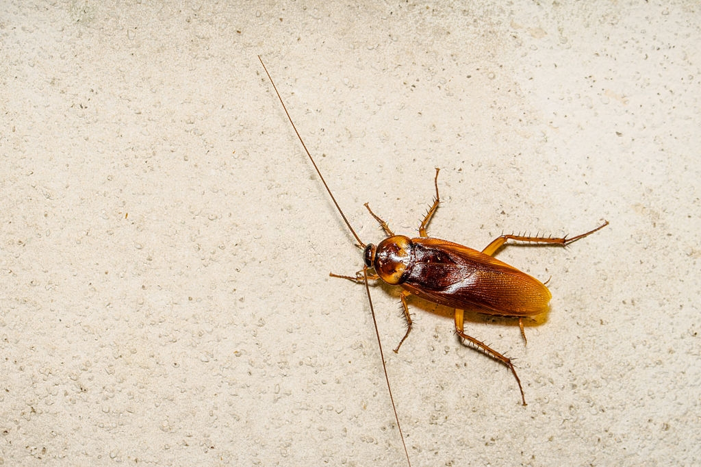 Cockroach Control, Pest Control in Hanwell, W7. Call Now 020 8166 9746