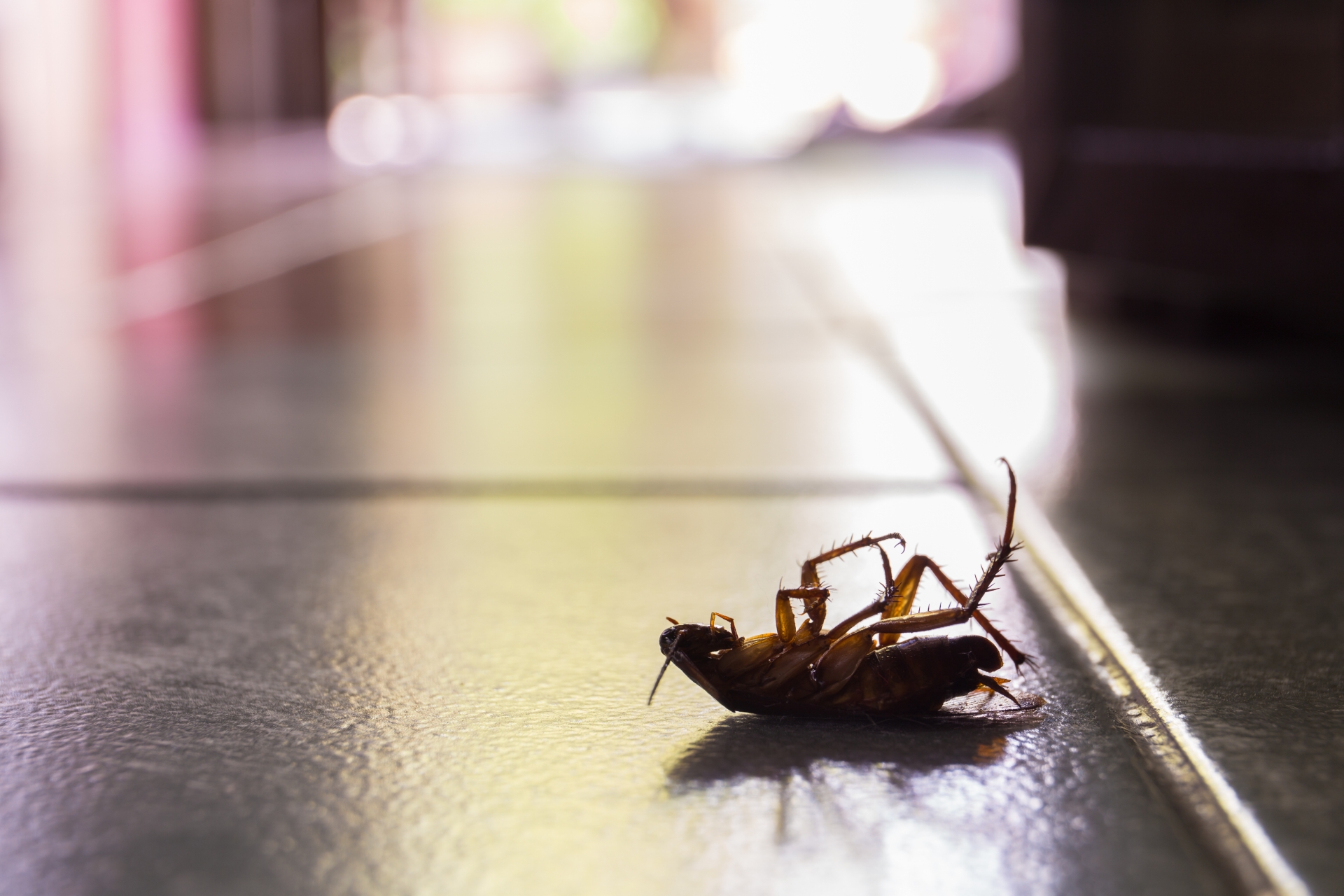 Cockroach Control, Pest Control in Hanwell, W7. Call Now 020 8166 9746