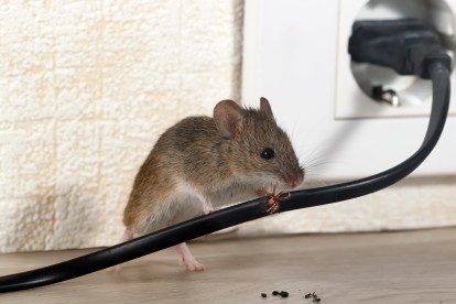 Pest Control in Hanwell, W7. Call Now! 020 8166 9746