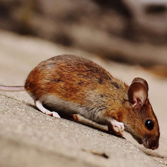 Mice, Pest Control in Hanwell, W7. Call Now! 020 8166 9746