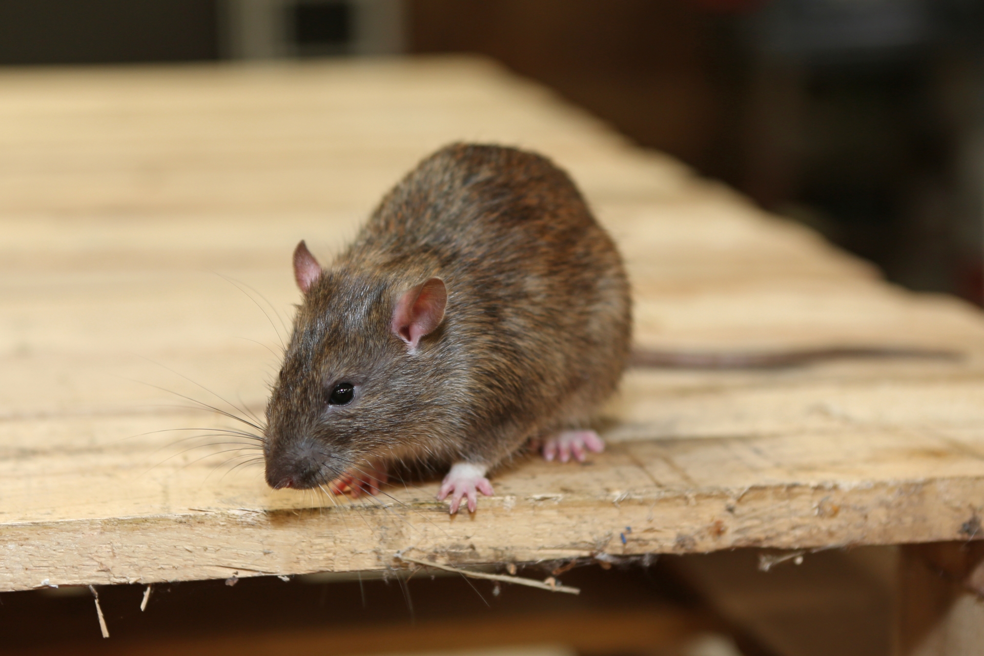 Rat Infestation, Pest Control in Hanwell, W7. Call Now 020 8166 9746