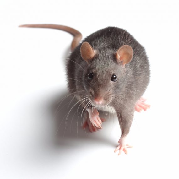 Rats, Pest Control in Hanwell, W7. Call Now! 020 8166 9746