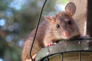 Rat Control, Pest Control in Hanwell, W7. Call Now 020 8166 9746
