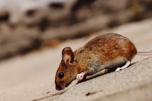 Mice Exterminator, Pest Control in Hanwell, W7. Call Now 020 8166 9746