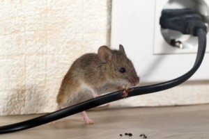 Mice Control, Pest Control in Hanwell, W7. Call Now 020 8166 9746