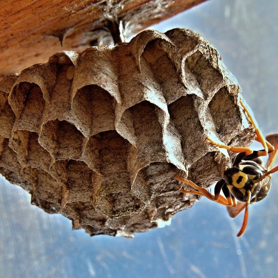 Wasps Nest, Pest Control in Hanwell, W7. Call Now! 020 8166 9746